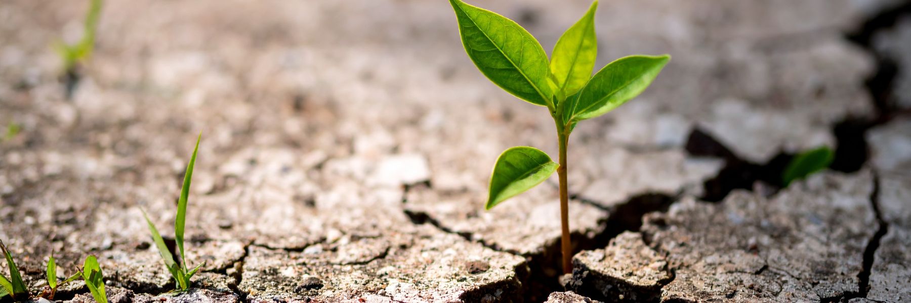 Resilience 1